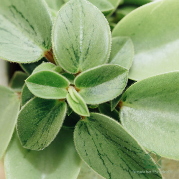 Peperomia Obtusifolia Pixie kopen