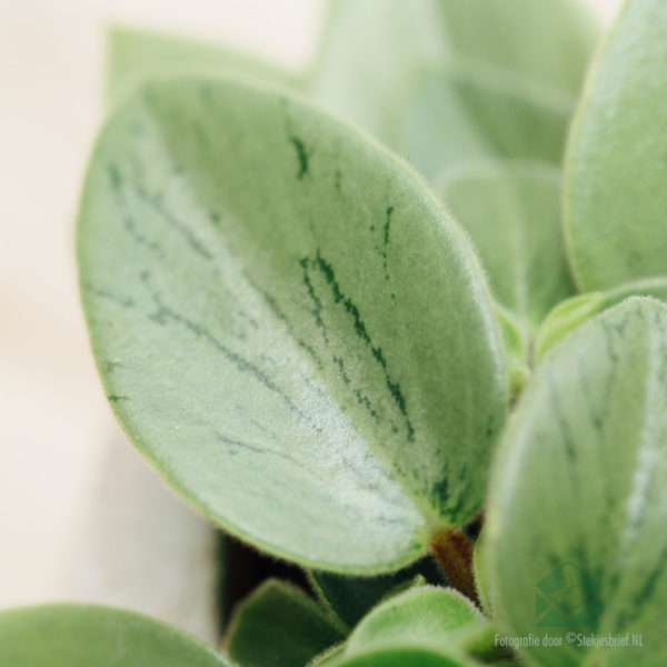 Peperomia Obtusifolia Pixie kopen