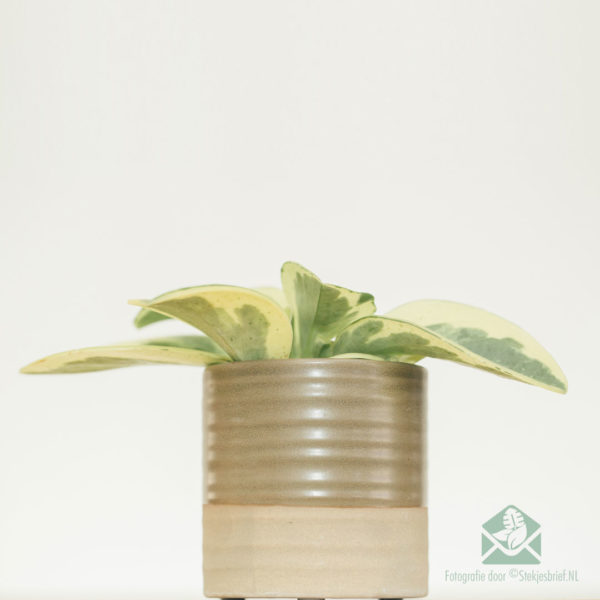 Buy Peperomia Obtusifolia USA