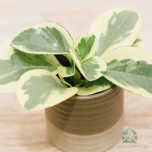 Buy Peperomia Obtusifolia USA