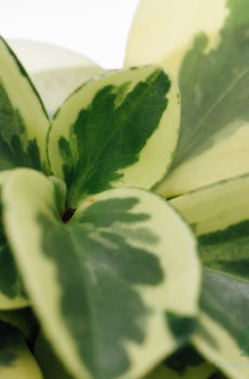 Hokona Peperomia Obtusifolia USA