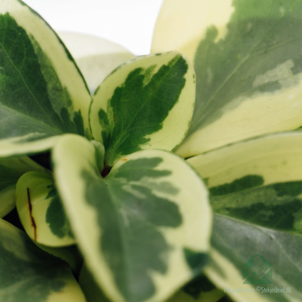 Peperomia Obtusifolia USA खरेदी करा