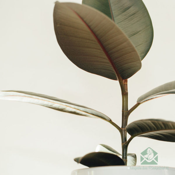 Rubberboom Ficus el. 'Abidjan' kopen