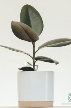 Rubberboom Ficus el. 'Abidjan' kopen