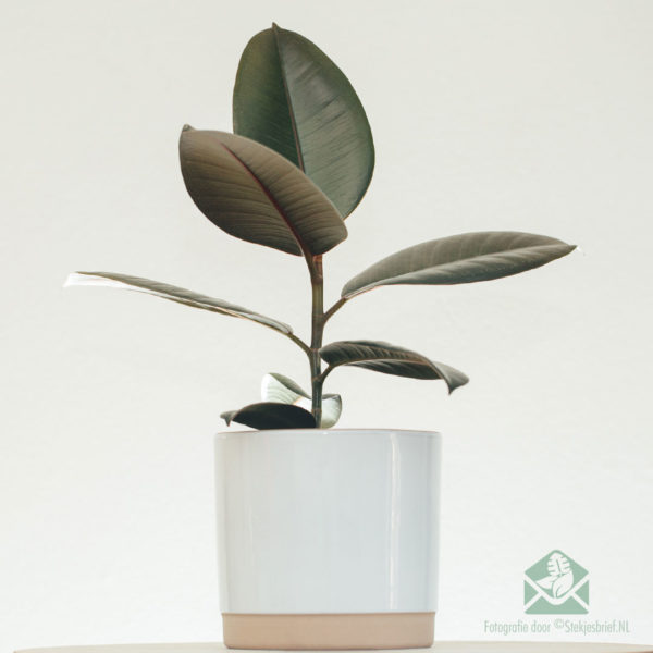 Rubberbeam Ficus el. Keapje 'Abidjan'