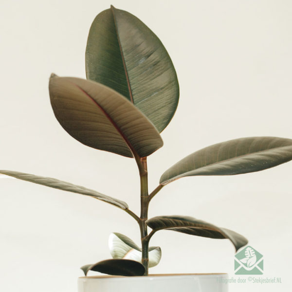 Rubberboom Ficus el. Koop 'Abidjan'