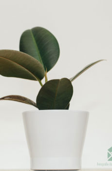 Rubberboom rubberplant Ficus el. Koop Robuust