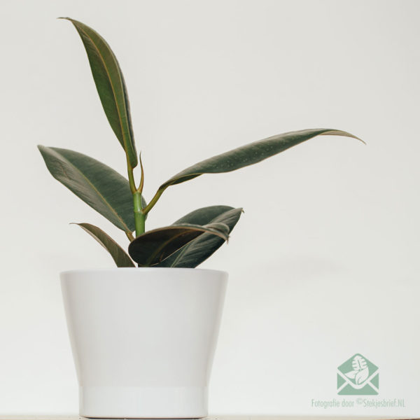 고무나무 고무식물 Ficus el. 로버스트 구매