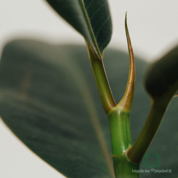 dara kauçukê riweka Ficus el. Bikirin Robust