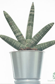 Iibso Sansevieria Cylindrica Skyline