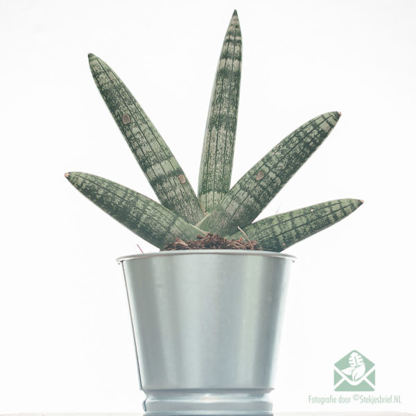 Sansevieria Cylindrica Skyline ਖਰੀਦੋ