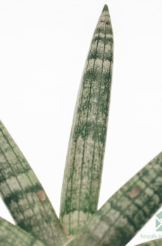 Sansevieria Cylindrica Skyline kopen