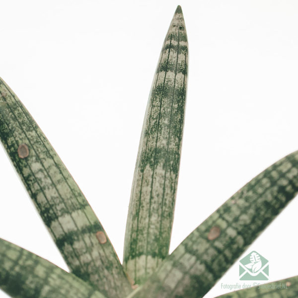 Acheter Sansevieria Cylindrica Skyline