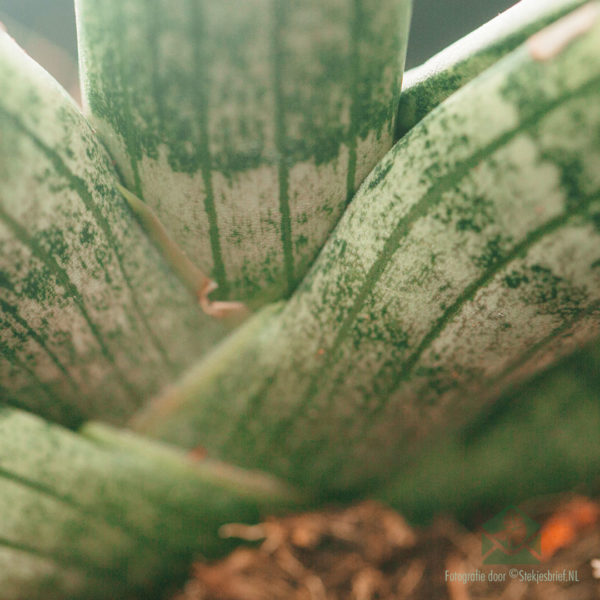 Sansevieria Cylindrica Skyline kopen