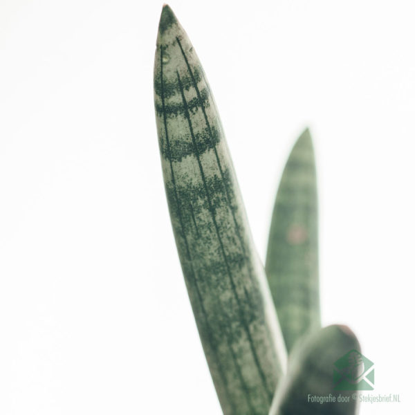 Kaupa Sansevieria Cylindrica Skyline