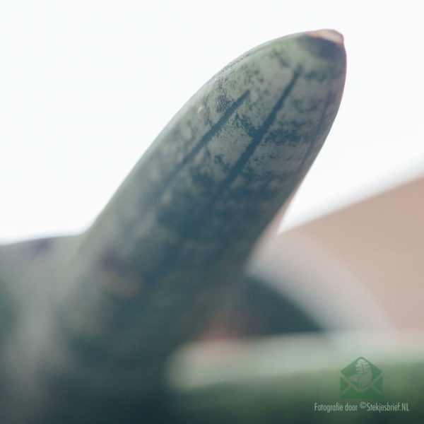 Sansevieria Cylindrica Skyline kopen