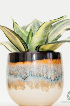 Sansevieria Golden Hahnii - Lang Lady