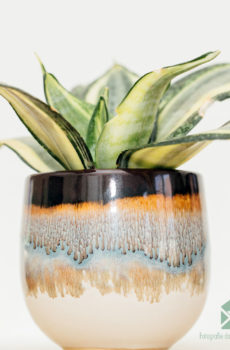 Sansevieria Golden Hahnii - Lady's Tungue