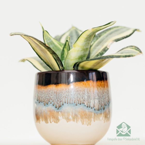 Sansevieria Golden Hahnii - La Lango de Sinjorino