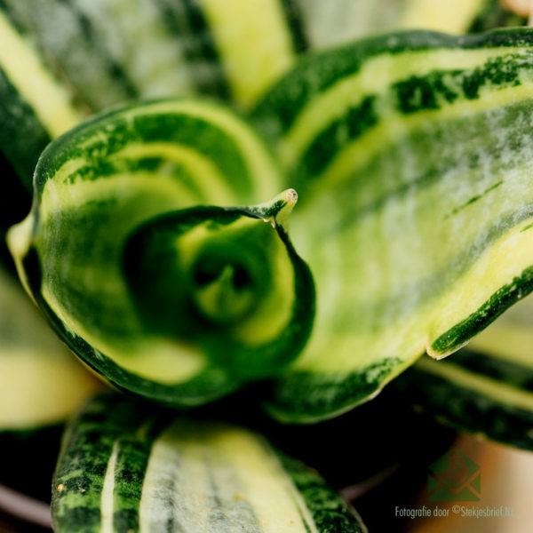 Sansevieria Golden Hahnii - Dámsky jazyk