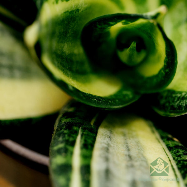Sansevieria Golden Hahnii - Vrouwentong