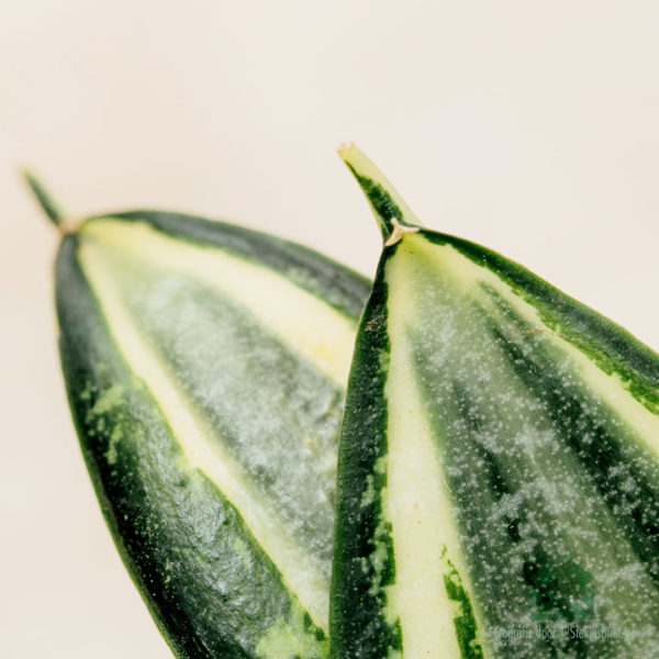 Sansevieria Golden Hahnii - Dámsky jazyk