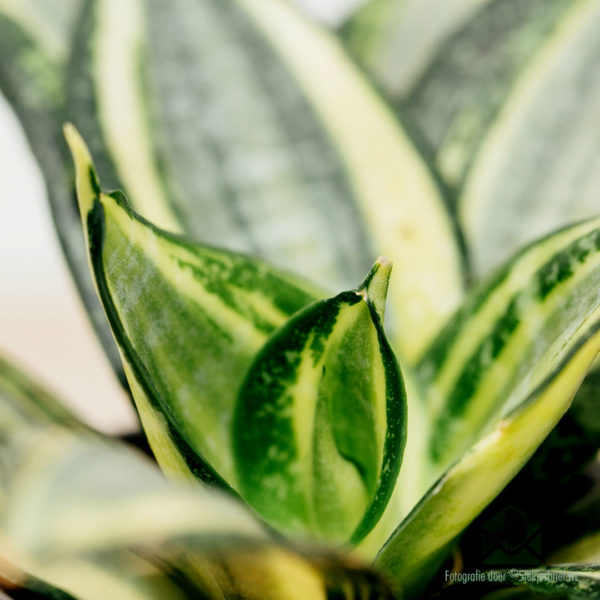 Sansevieria Golden Hahnii - 여성용 혀