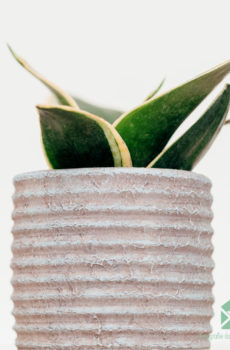 Sansevieria Honey Boney - Langue de Dame