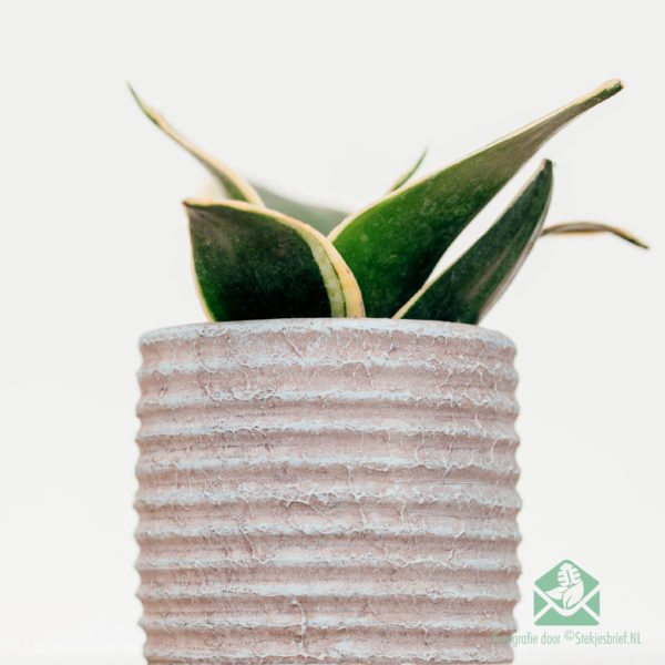 Sansevieria Honey Boney - Basa Lady