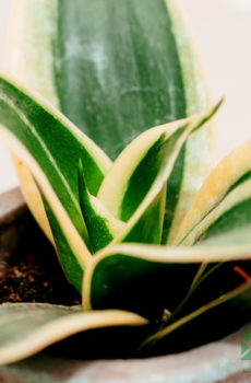 Sansevieria தேன் எலும்பு - பெண்ணின் நாக்கு