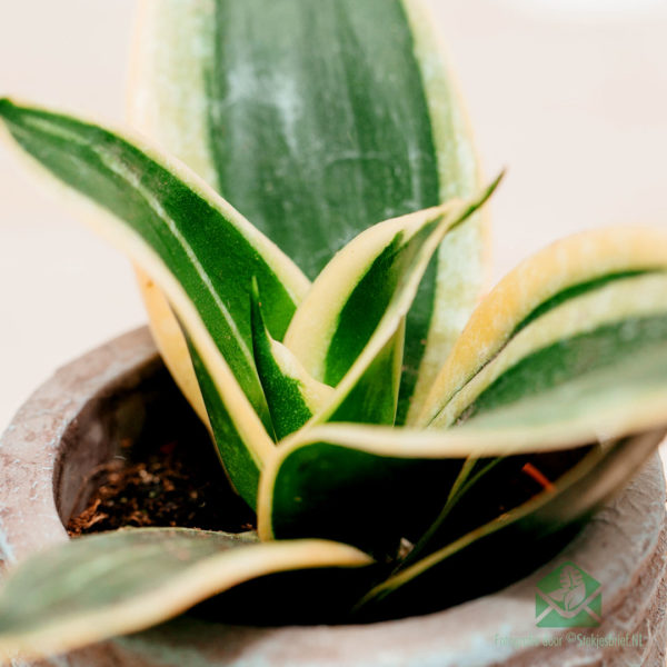 Sansevieria Honey Boney - Lady's Tongue