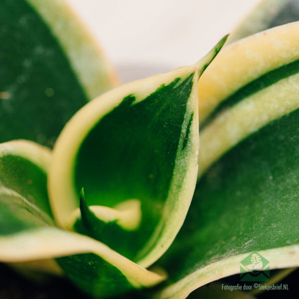 Sansevieria Honey Boney - Lady's Tongue