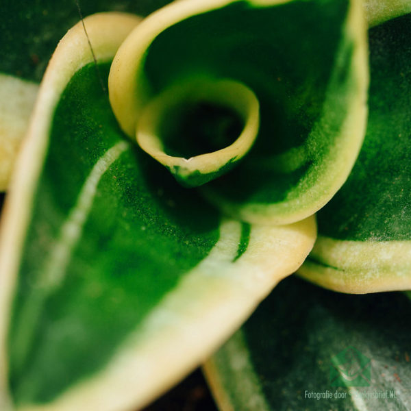 Sansevieria Honey Boney - Lady's Tongue