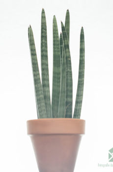 Acheter Sansevieria 'Spaghetti'