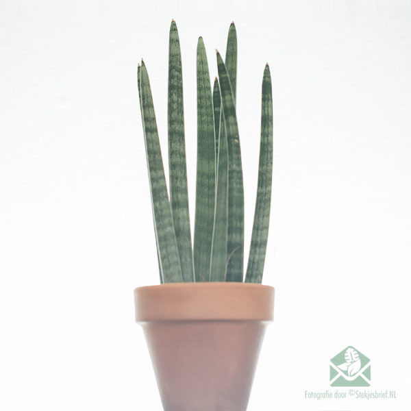 Buy Sansevieria 'Spaghetti'