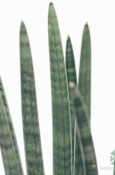 Buy Sansevieria 'Spaghetti'