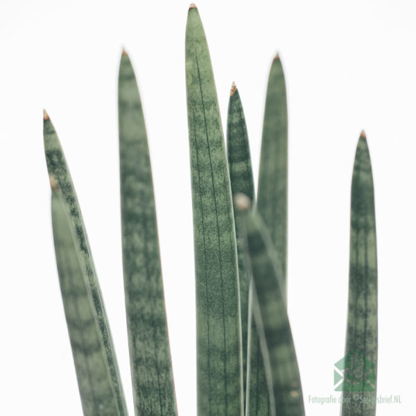 Sansevieria ‘Spaghetti’ kopen