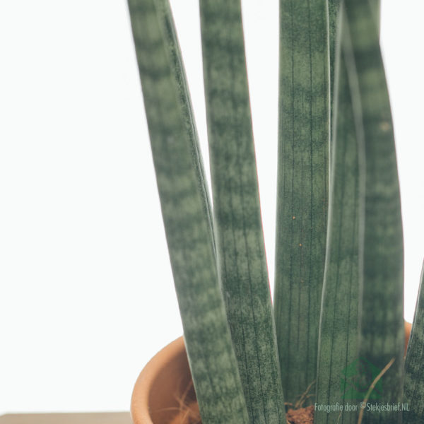 Kaupa Sansevieria 'Spaghetti'