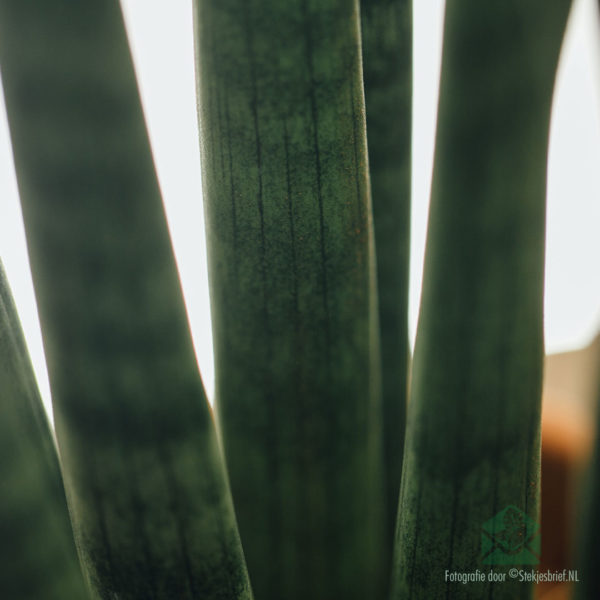 Buy Sansevieria 'Spaghetti'