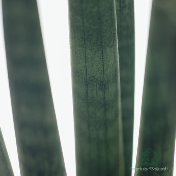Sansevieria ‘Spaghetti’ kopen