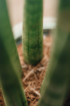 Ceannaich Sansevieria 'Spaghetti'