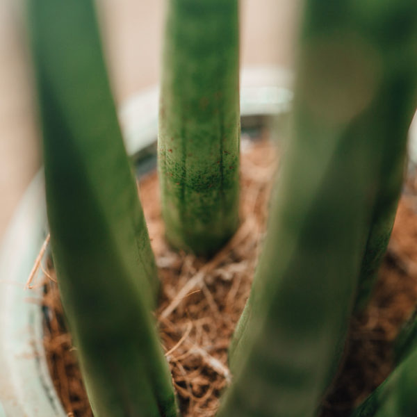 Osta Sansevieria "Spagetti"