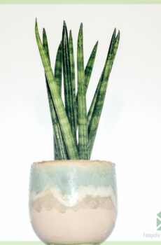 Kupnja i njega Sansevieria 'Spaghetti'