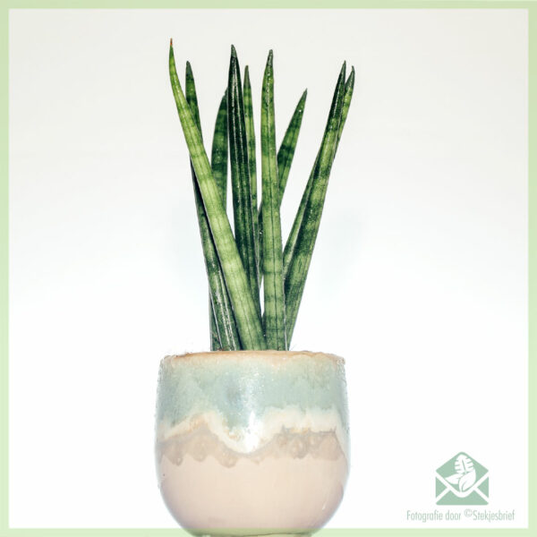 Keapje en soargje foar Sansevieria 'Spaghetti'