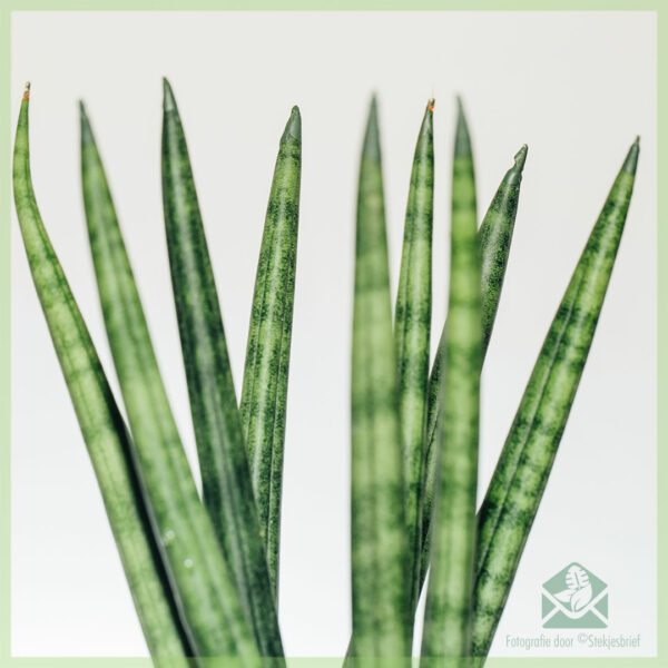 Sansevieria 'Spaghettin' ostaminen ja hoito