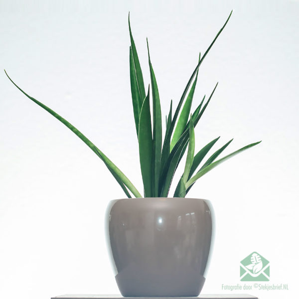 Buy Sansevieria kirkii 'Amici'