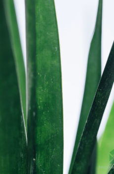 Bikire Sansevieria kirkii 'Friends'