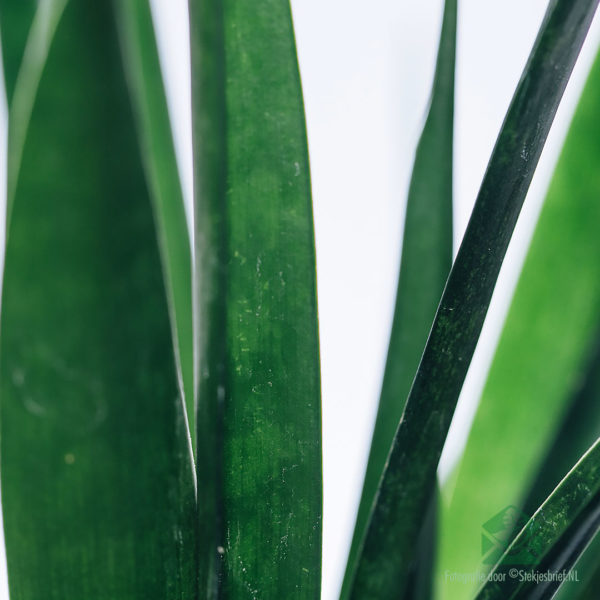 Kaaft Sansevieria kirkii 'Friends'