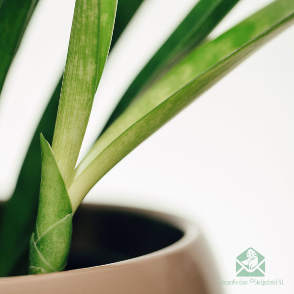 Sansevieria kirkii 'Friends' kaufen