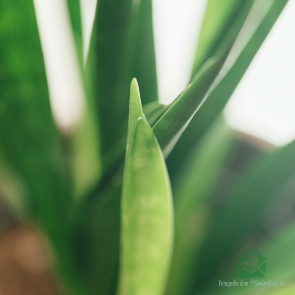 Köp Sansevieria kirkii 'Vänner'